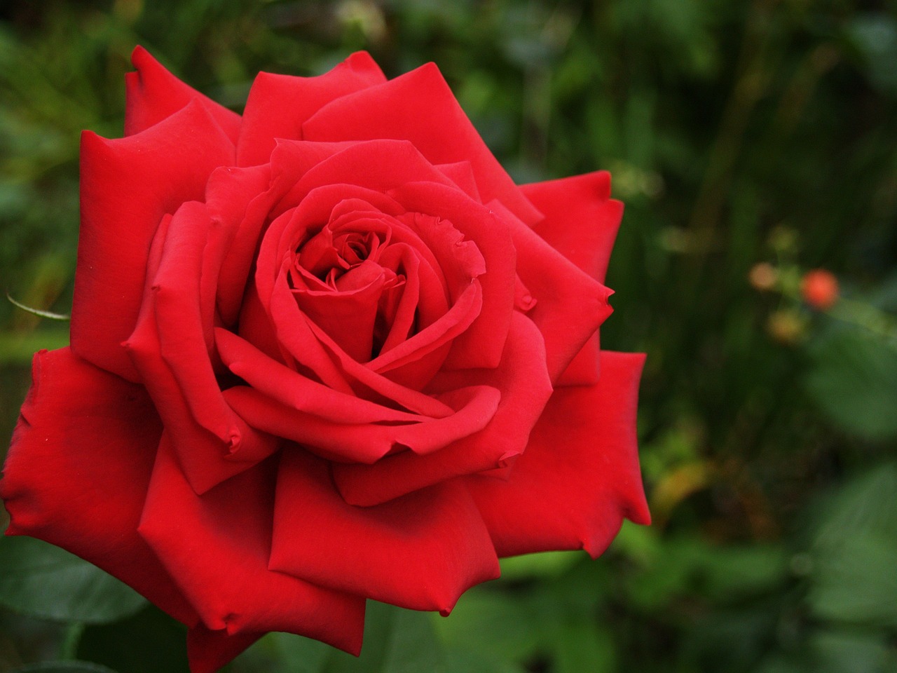 Tinctura de trandafiri reduce colesterolul din sânge şi întăreşte imunitatea