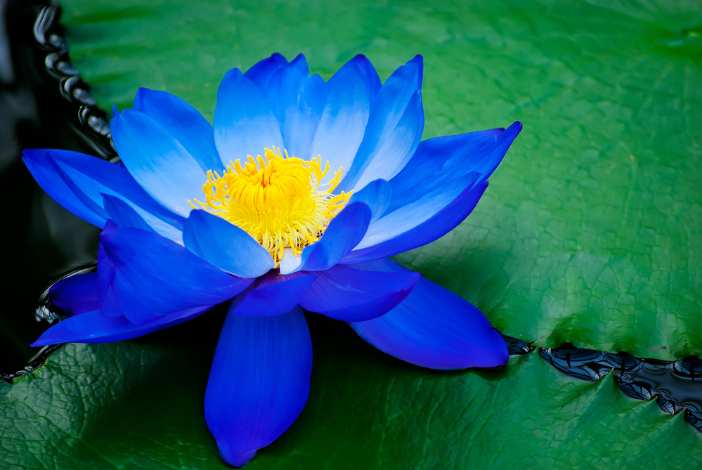 Lotusul albastru conține ginseng, ceea ce îi conferă proprietăți anestezice, are potențialul de a vă regla sistemul urinar. Antidiabetic