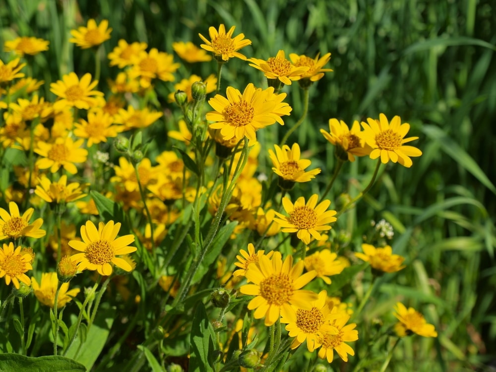 Arnica – o floare cu puteri magice, vindecătoare – Poate ameliora durerea și inflamația, tratează pierderea părului