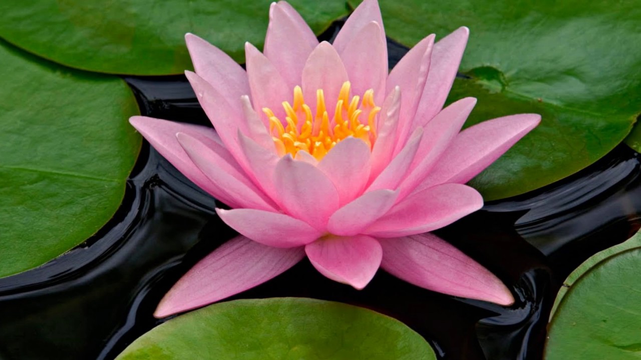 Floare de lotus – Scade glicemia și colesterolul, calmează tusea, elimina acneea, amelioreaza perioada de ciclu menstrual