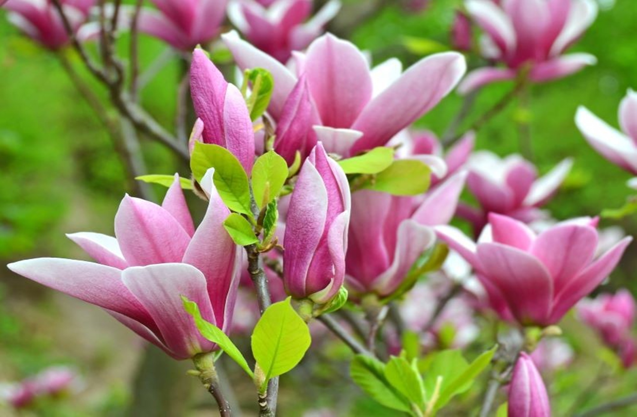Scoarta de magnolie – Anticancerigen. Antidepresiv. Previne boala Alzheimer, controleaza anxietatea, protejeaza ficatul
