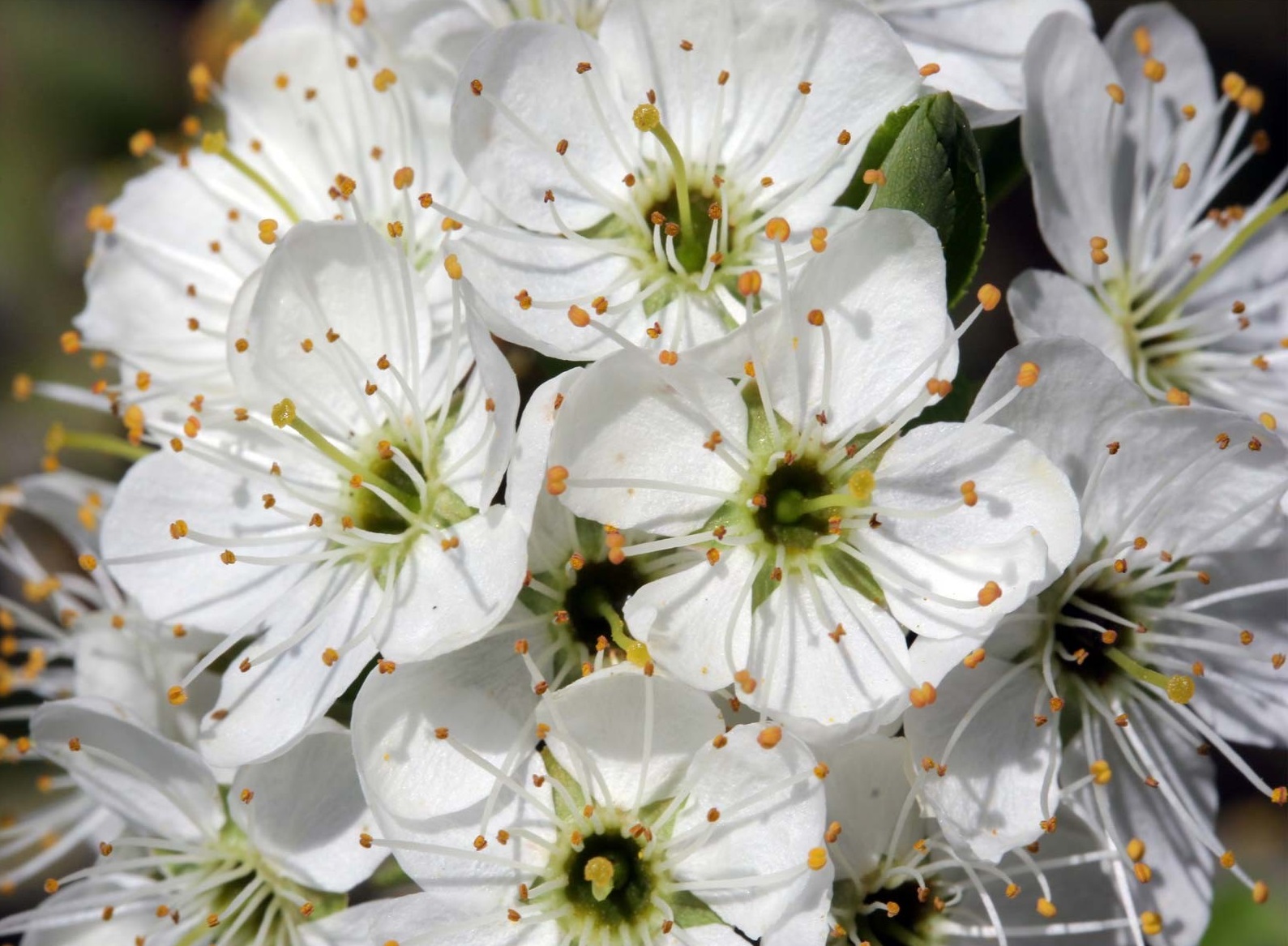 Florile păducelului sunt cele mai puternice medicamente naturale în tratarea bolilor de inimă şi a celor vasculare. Sechele postinfarct, colesterol marit