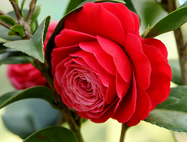 Camellia, florea care aduce norocul, reduce riscul bolilor de inimă și controlează nivelul zahărului din sânge, trateaza astmul și tulburările cardiovasculare