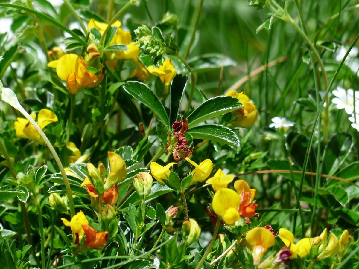 Schinduful – planta tinereţii eterne. Plantă care vindecă infertilitatea, eficienta in marimea si volumul sanilor. Are rezultate bune în diabet, ulcere varicoase