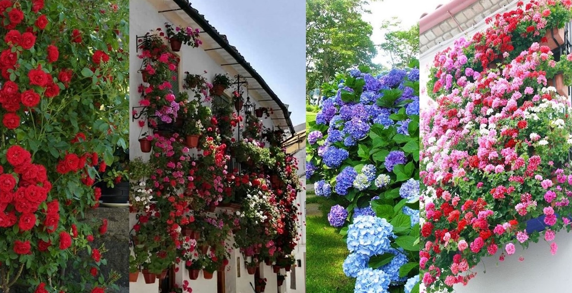 Aranjamentele din flori colorate sunt absolut superbe, ideale pentru casa si gradina ta